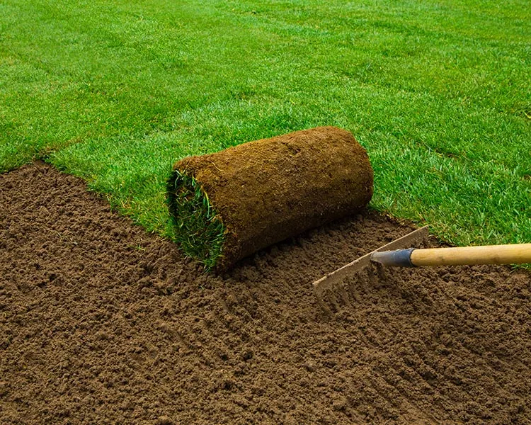 Fresh sod roll ready for pickup Denver